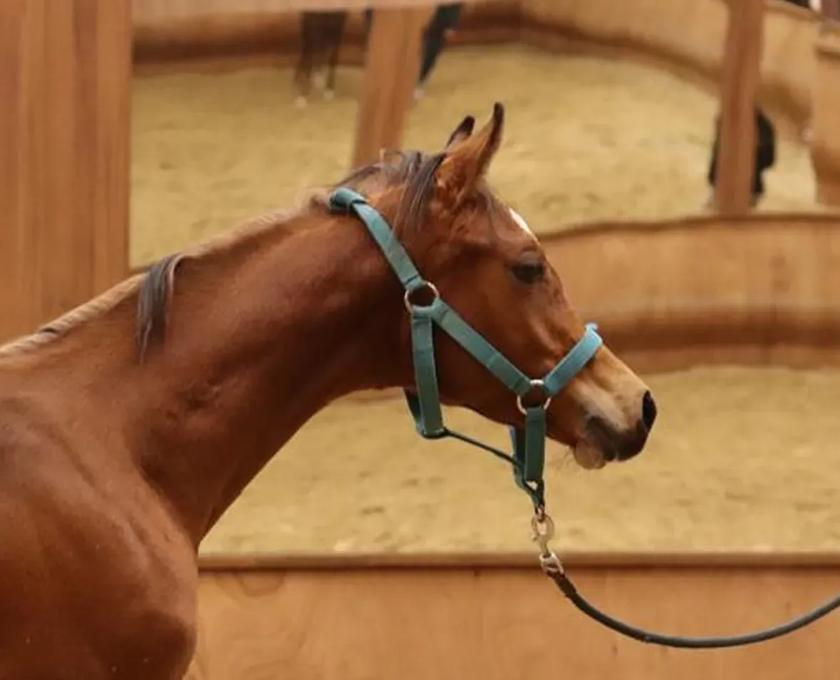 Horse image
