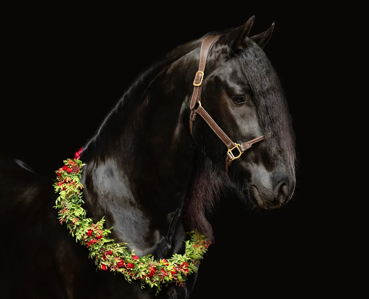 Horse image