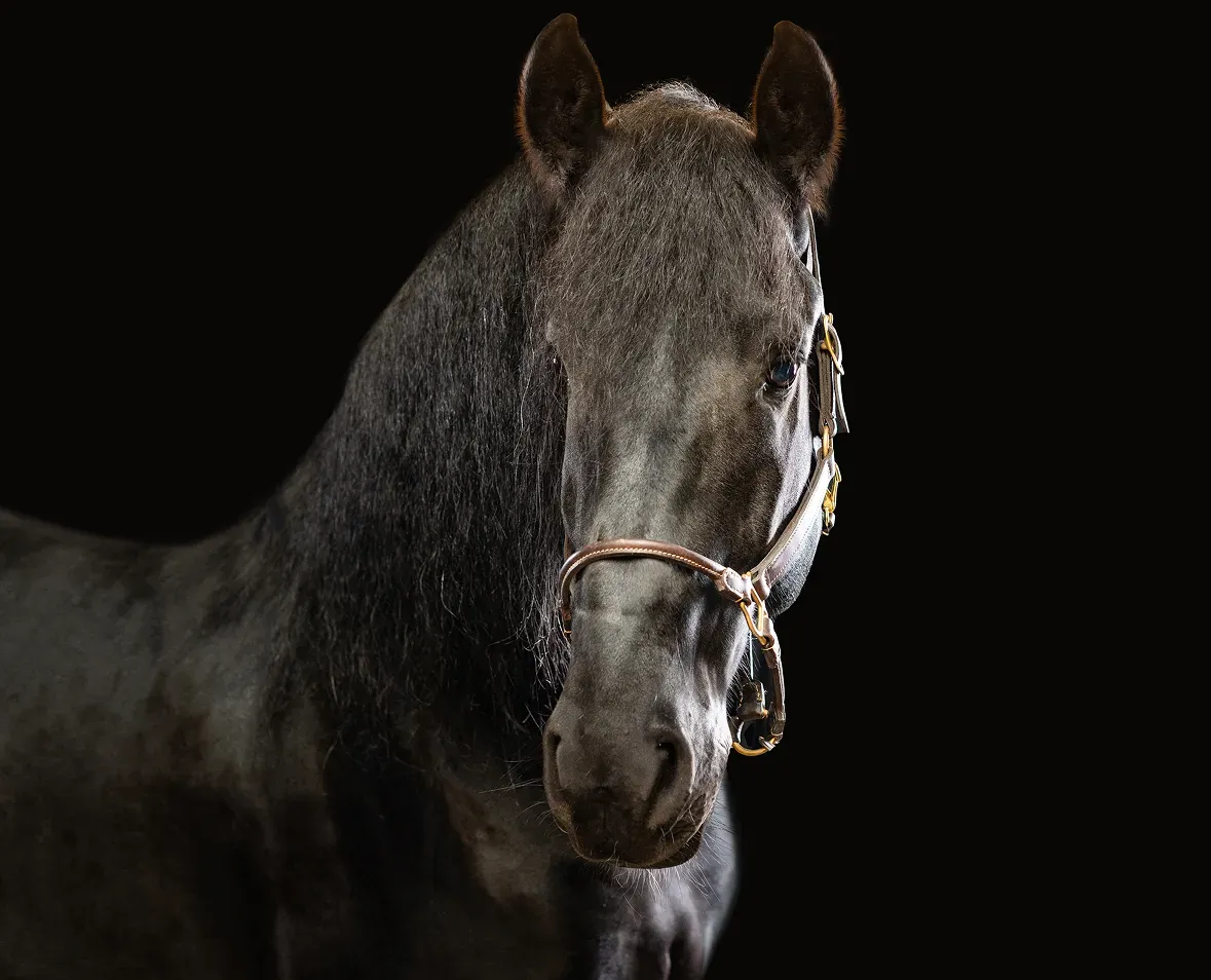 Horse image