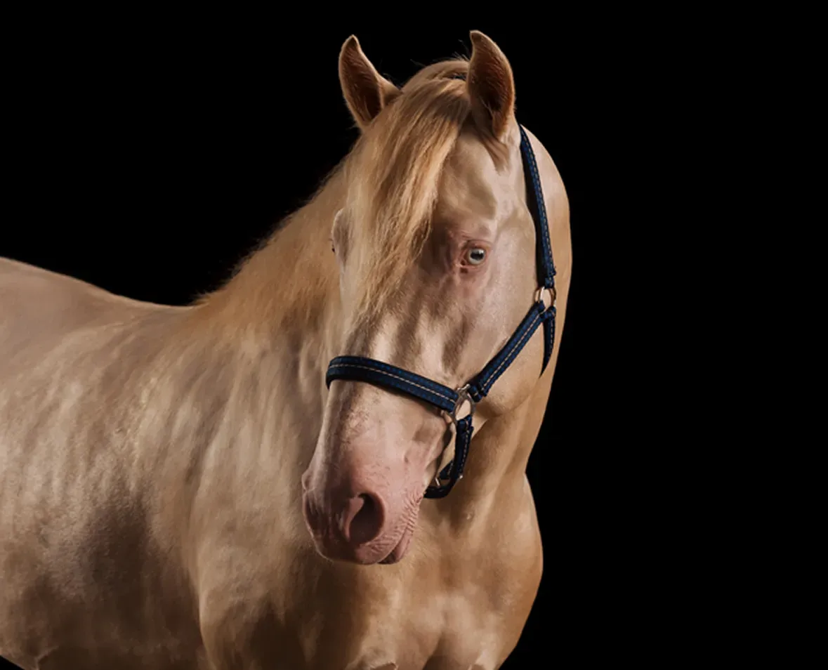 Horse image