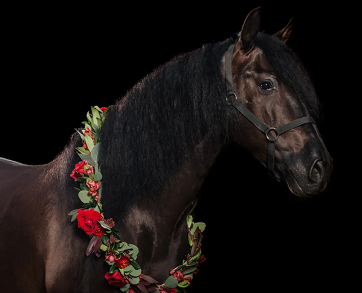 Horse image