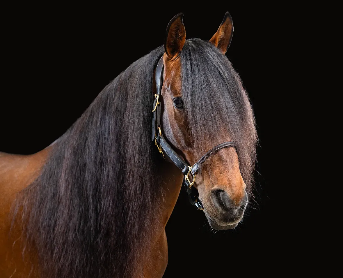 Horse image