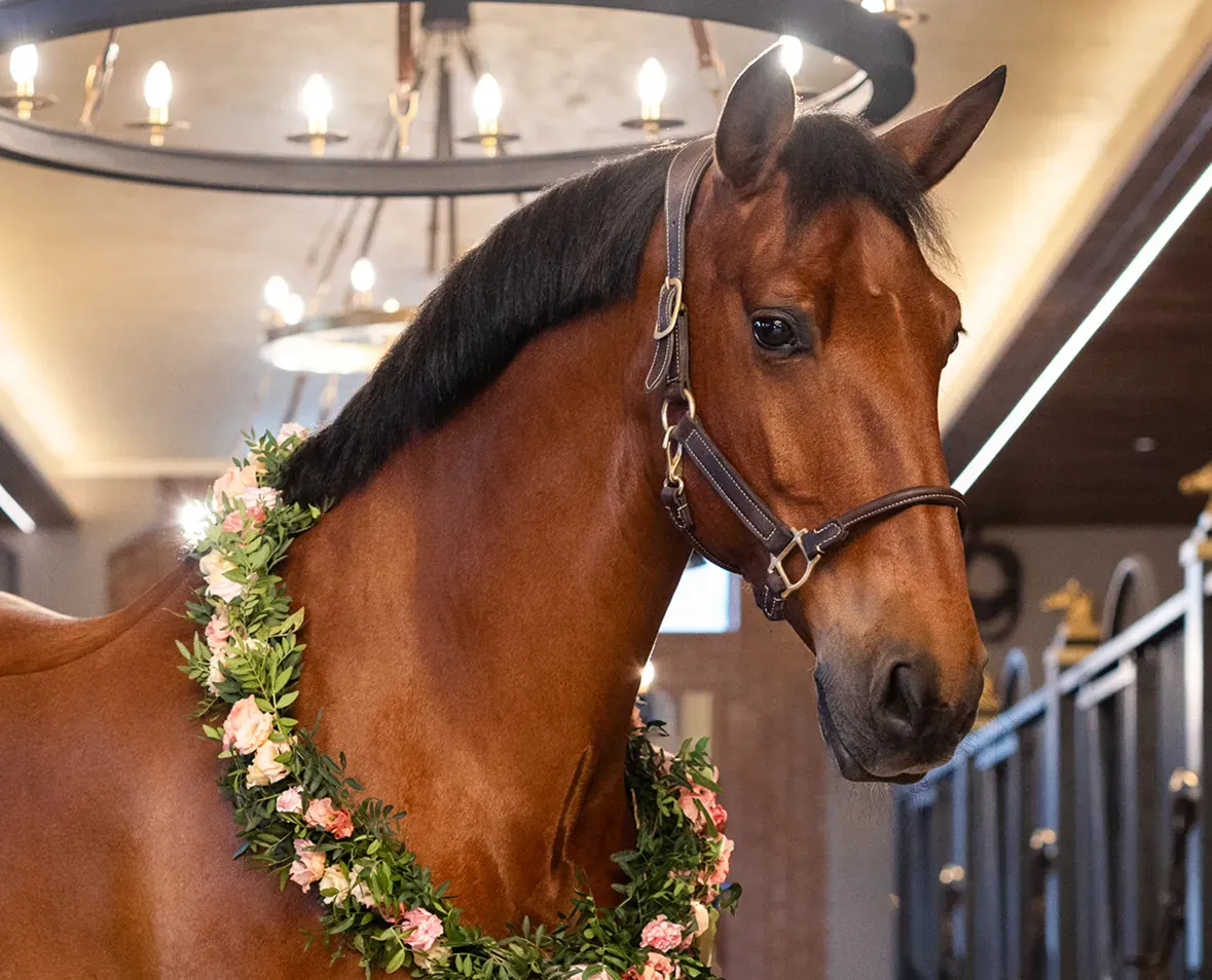 Horse image