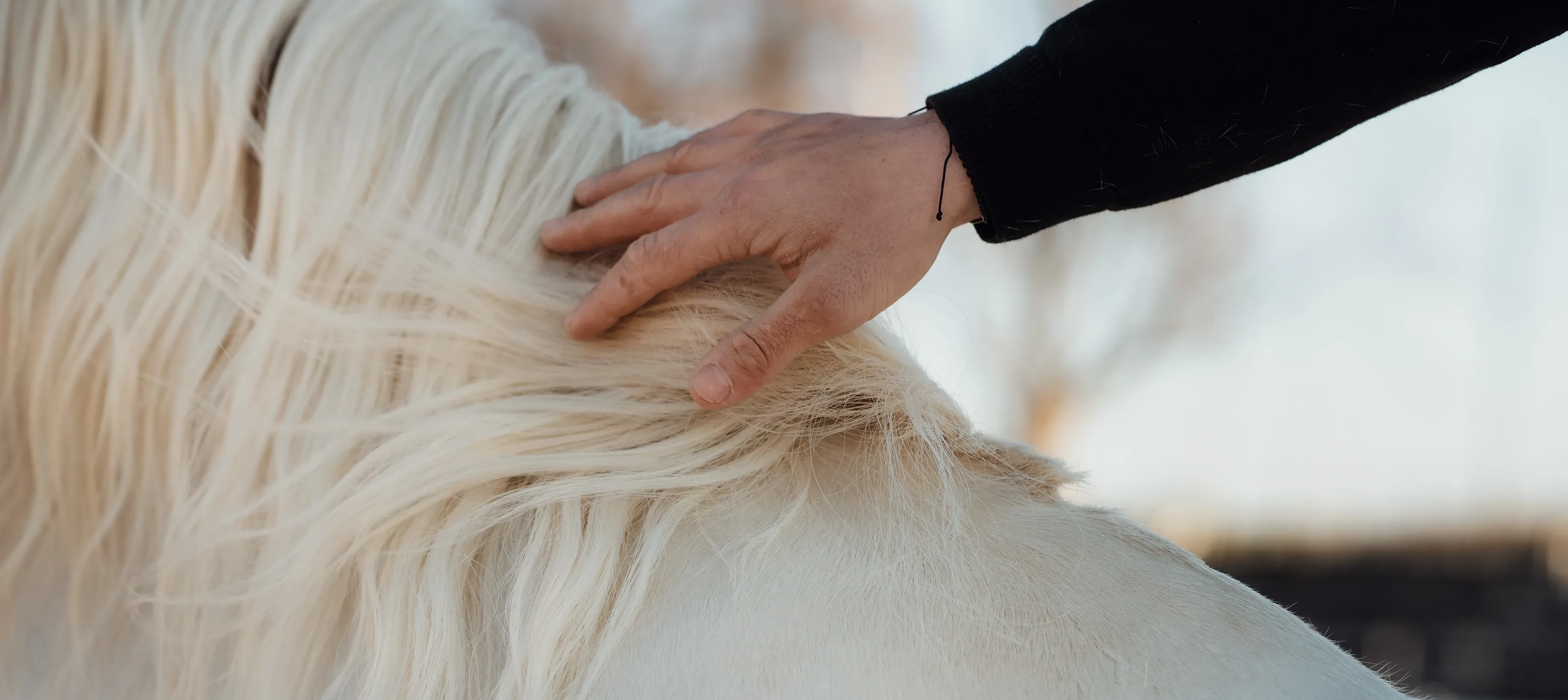 Horse image