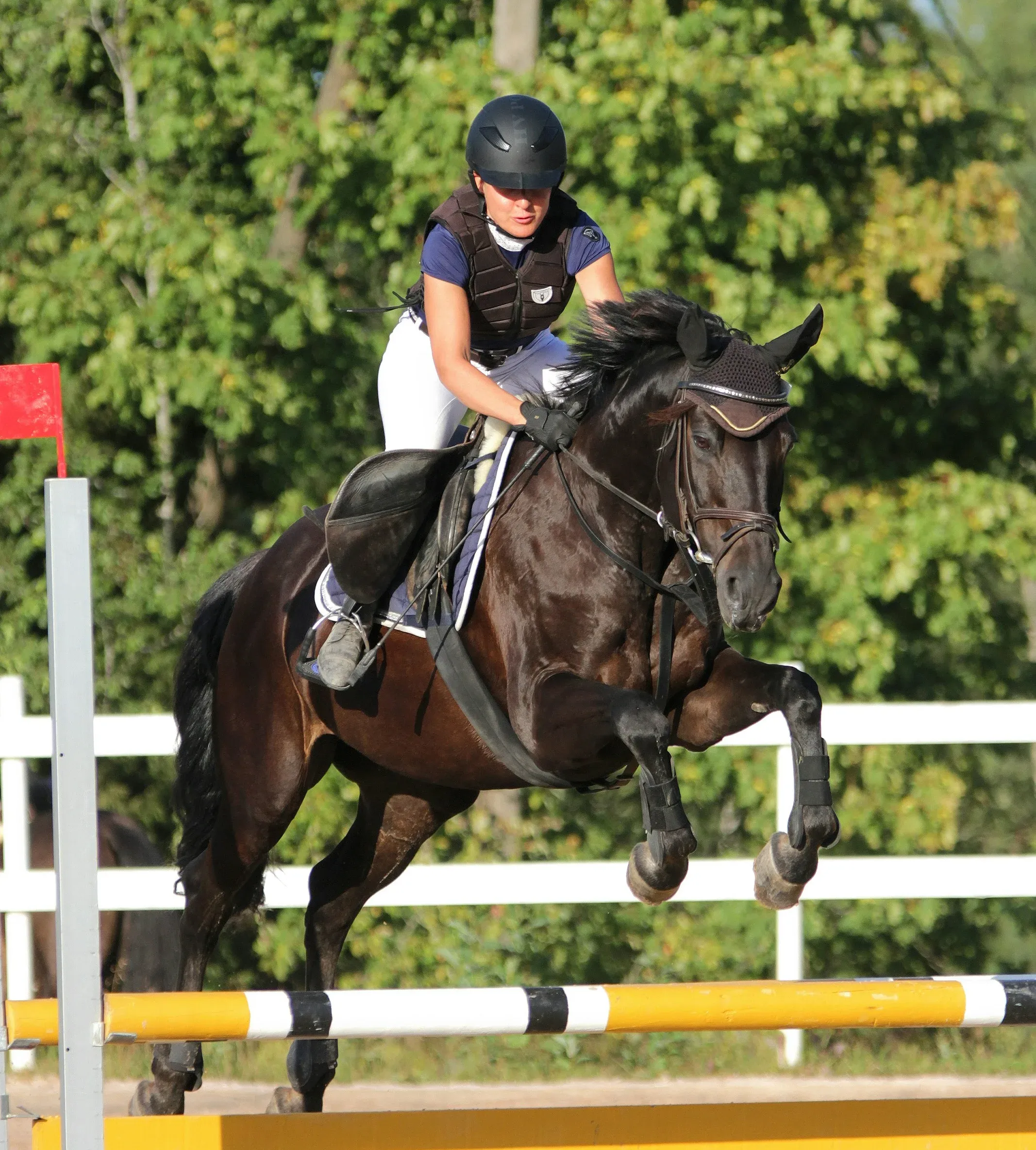 Horse image