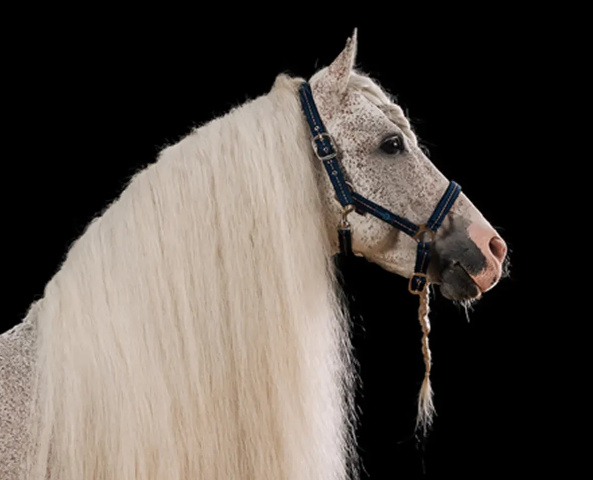 Horse image