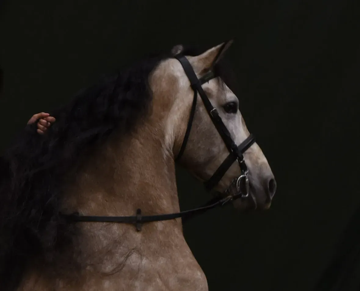 Horse image