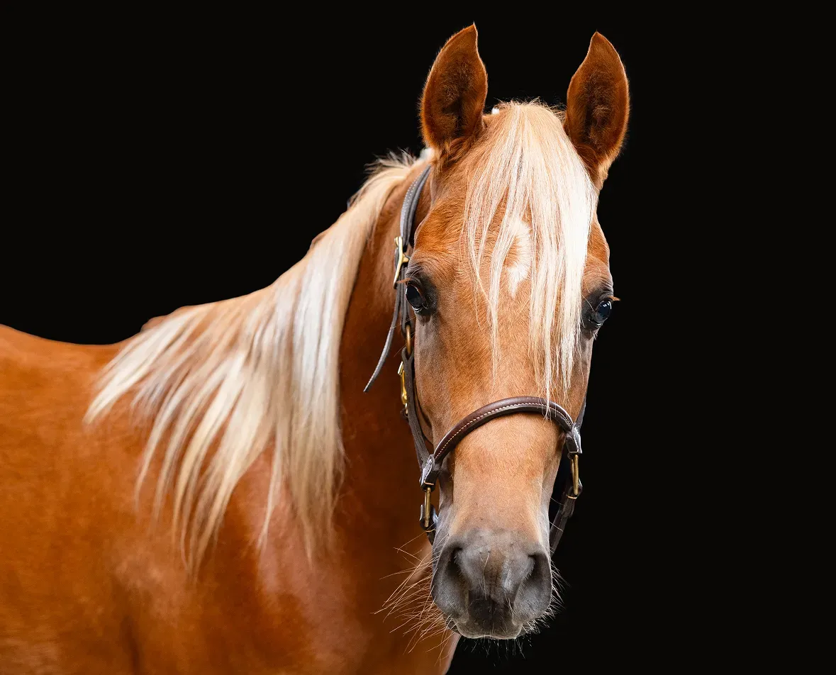 Horse image
