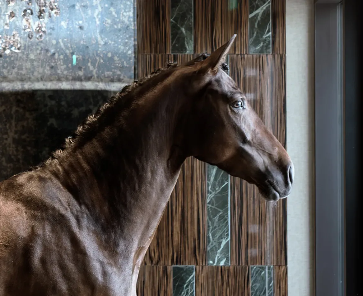 Horse image