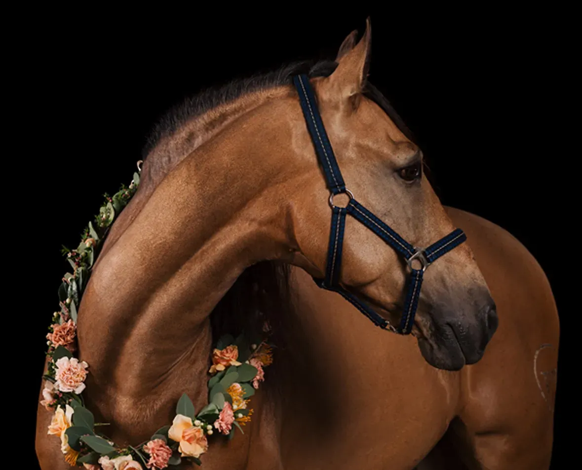 Horse image