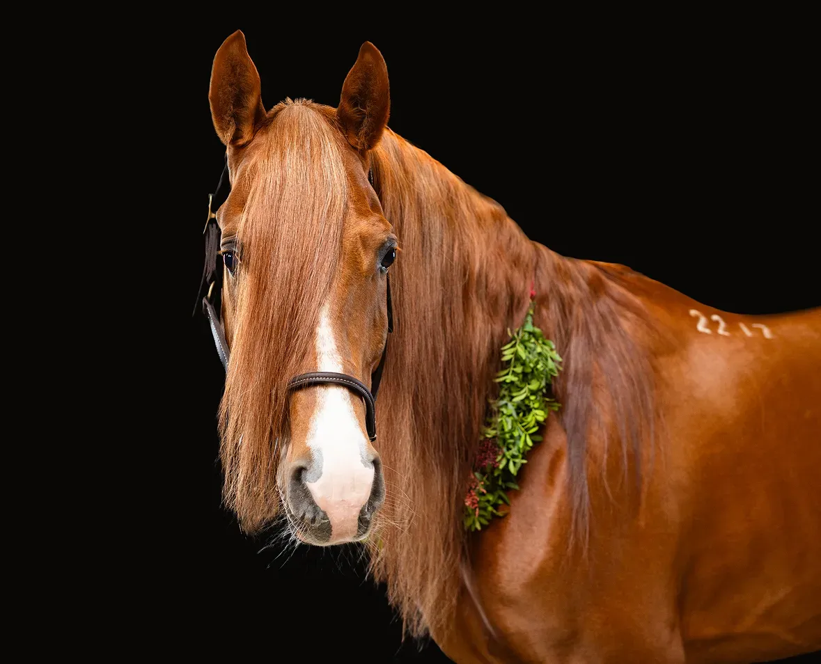 Horse image